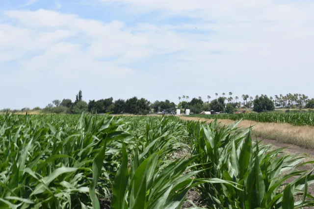 $11,950,000 | 16071 Tyler Island Road, Walnut Grove, CA 95690