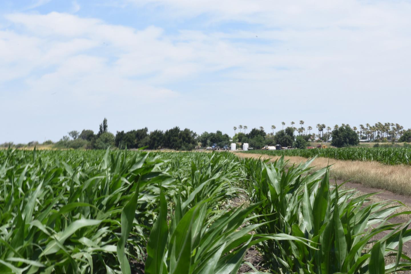 16071 Tyler Island Road Walnut Grove, CA 95690 - Photo 10 of 10 a view of a green field with lots of bushes
