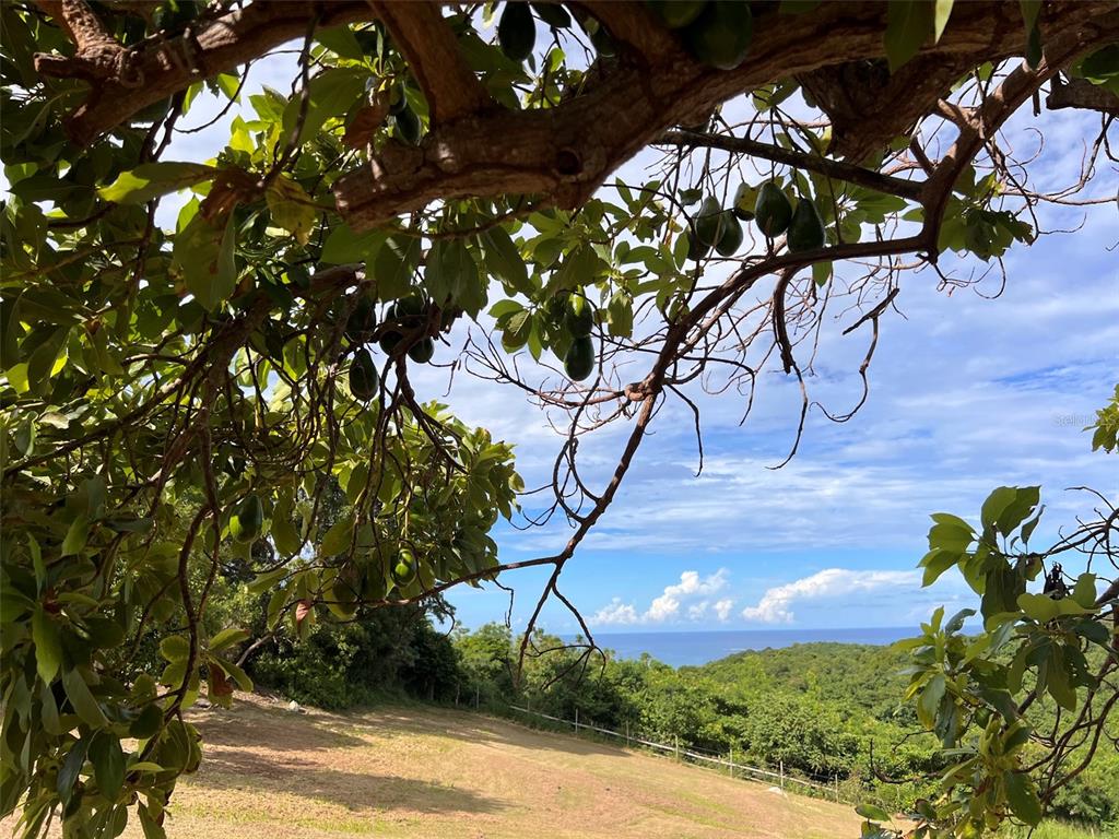 B B Pilon Vieques, PR 00765 - Photo 44 of 53 Gallery Image 44