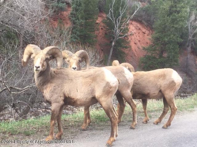 1679 Ruedi Creek Road Basalt, CO 81621 - Photo 29 of 37 IMG_1027