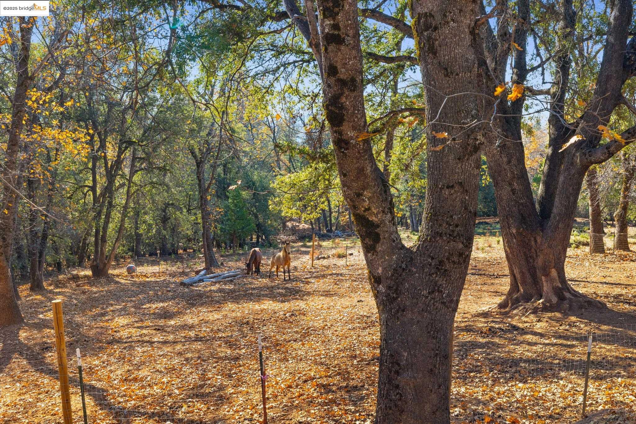 16144 Big Hill Road Sonora, CA 95370 - Photo 41 of 59