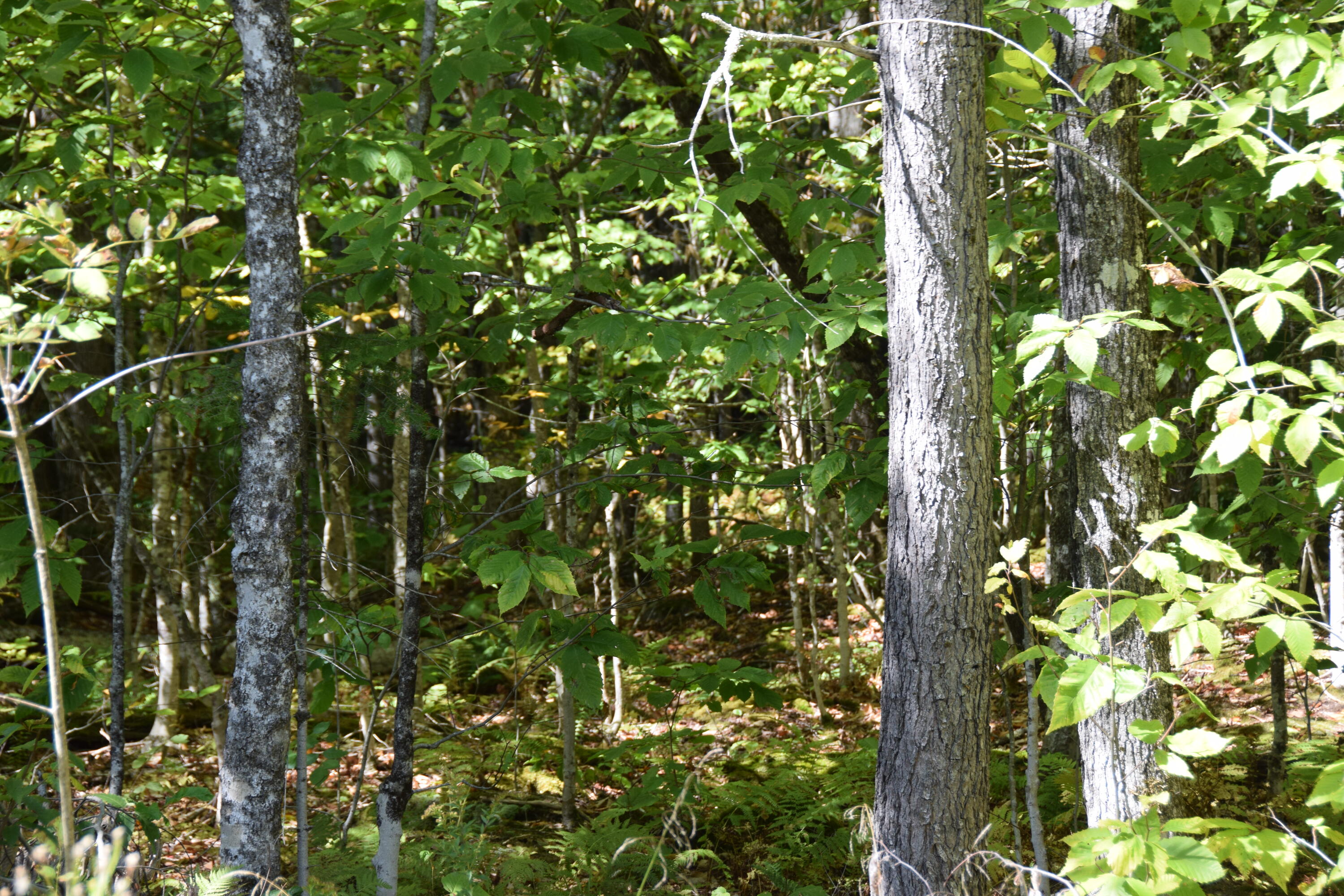 M10-l11 Campbell Road Athens, ME 04912 - Photo 6 of 22 DSC_0006