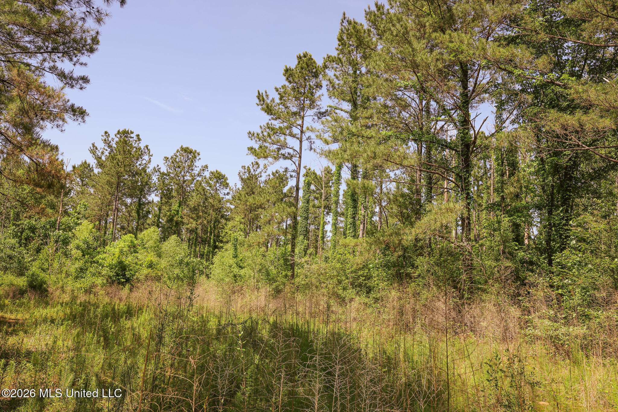 0 Graves Road Liberty, MS 39645 - Photo 11 of 46 EL0A0423