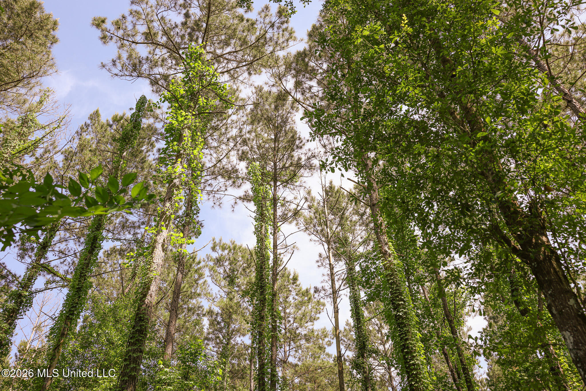 0 Graves Road Liberty, MS 39645 - Photo 12 of 46 EL0A0424