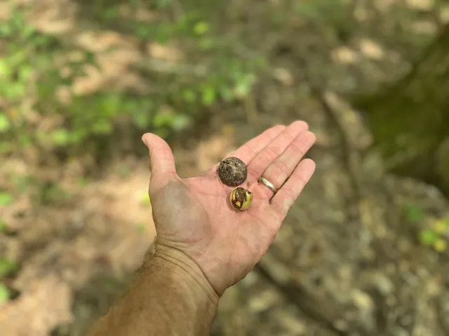 $475,000 | 0 Graves Road, Liberty, MS 39645