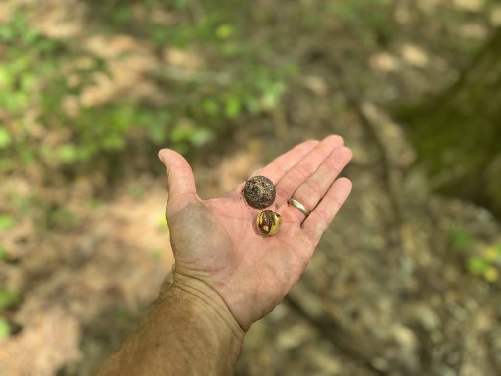 0 Graves Road Liberty, MS 39645 - Photo 13 of 50 Photo 13