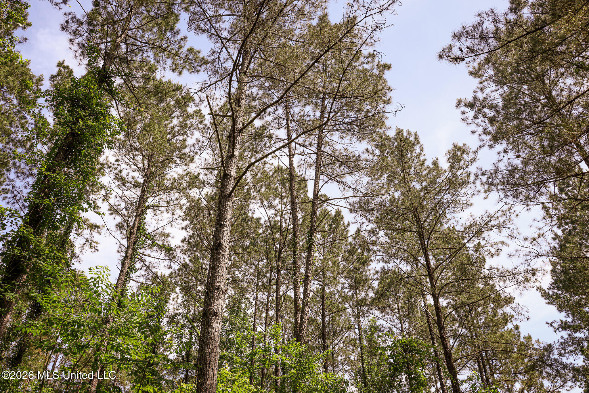 0 Graves Road Liberty, MS 39645 - Photo 14 of 46 EL0A0426