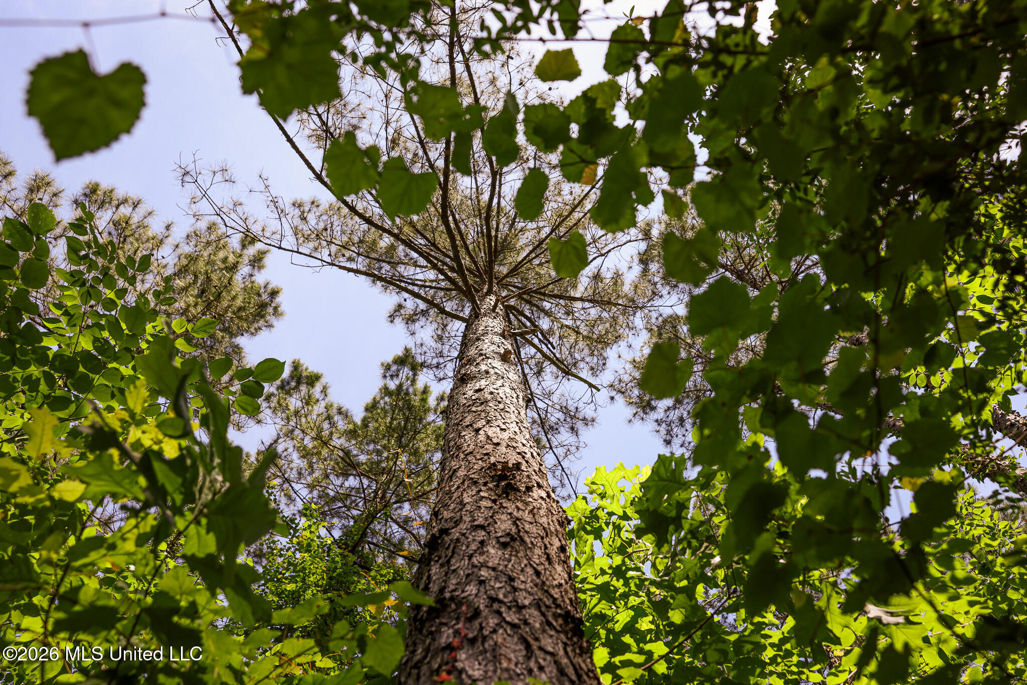 0 Graves Road Liberty, MS 39645 - Photo 15 of 46 EL0A0428