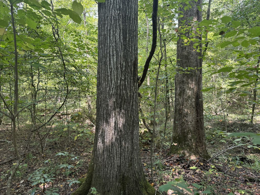 0 Graves Road Liberty, MS 39645 - Photo 17 of 50 Photo 17