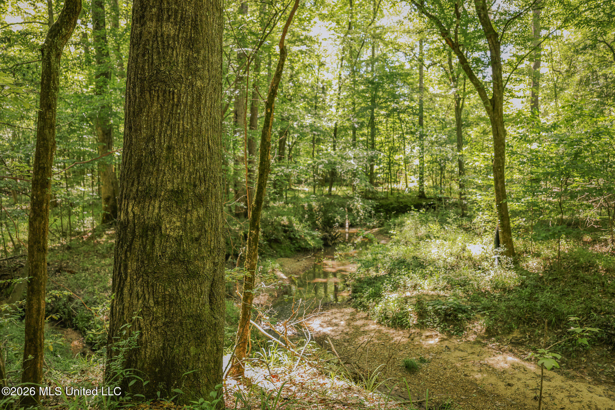 0 Graves Road Liberty, MS 39645 - Photo 18 of 46 EL0A0432