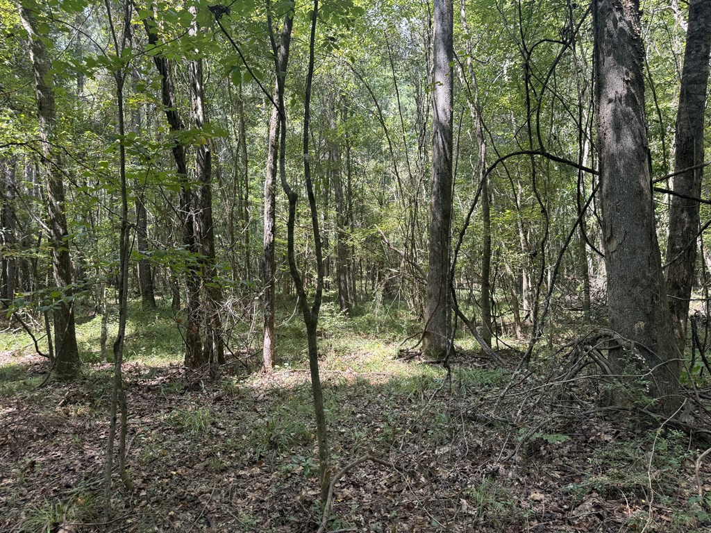 0 Graves Road Liberty, MS 39645 - Photo 19 of 50 Photo 19