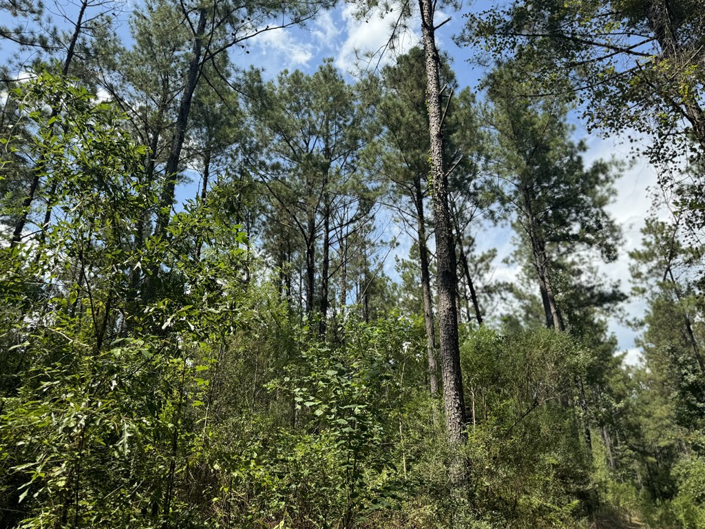 0 Graves Road Liberty, MS 39645 - Photo 2 of 50 Photo 2