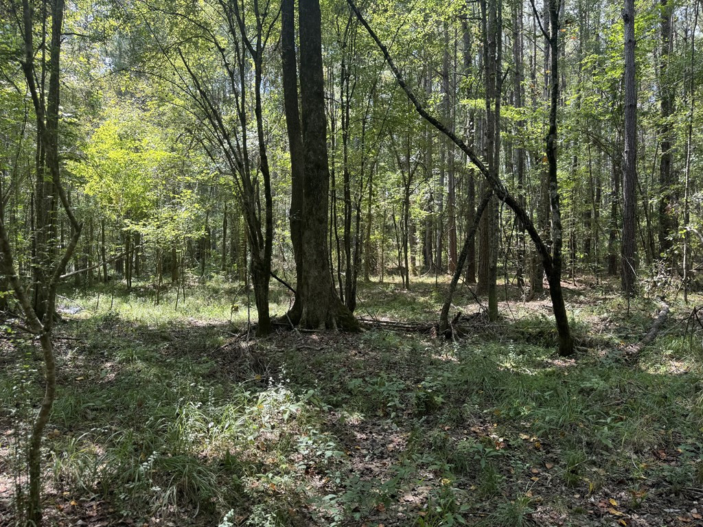0 Graves Road Liberty, MS 39645 - Photo 21 of 50 Photo 21