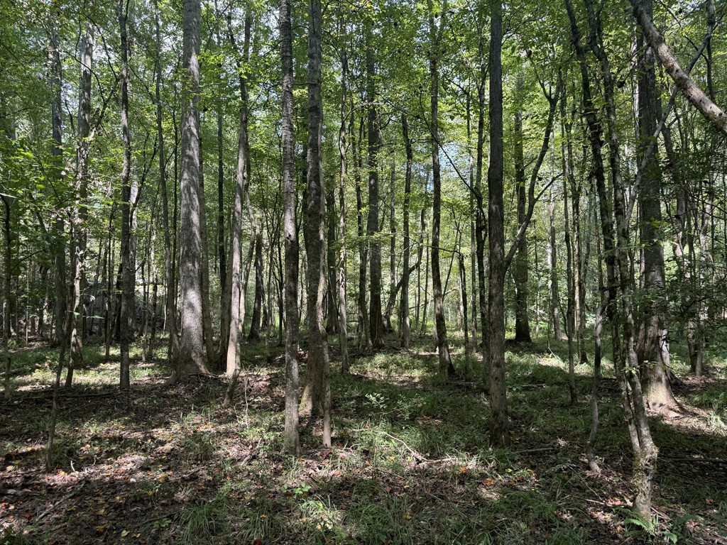 0 Graves Road Liberty, MS 39645 - Photo 22 of 50 Photo 22