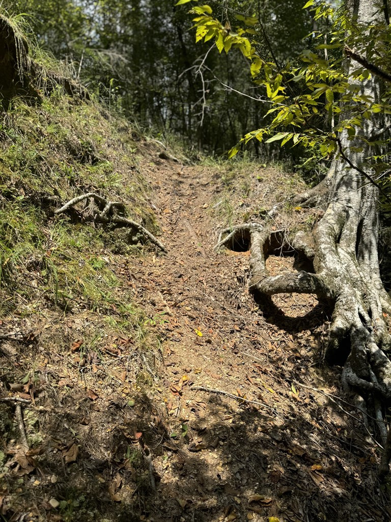 0 Graves Road Liberty, MS 39645 - Photo 23 of 50 Photo 23