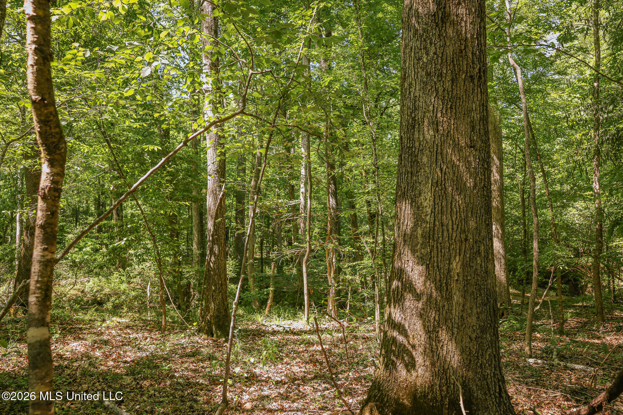 0 Graves Road Liberty, MS 39645 - Photo 24 of 46 EL0A0444