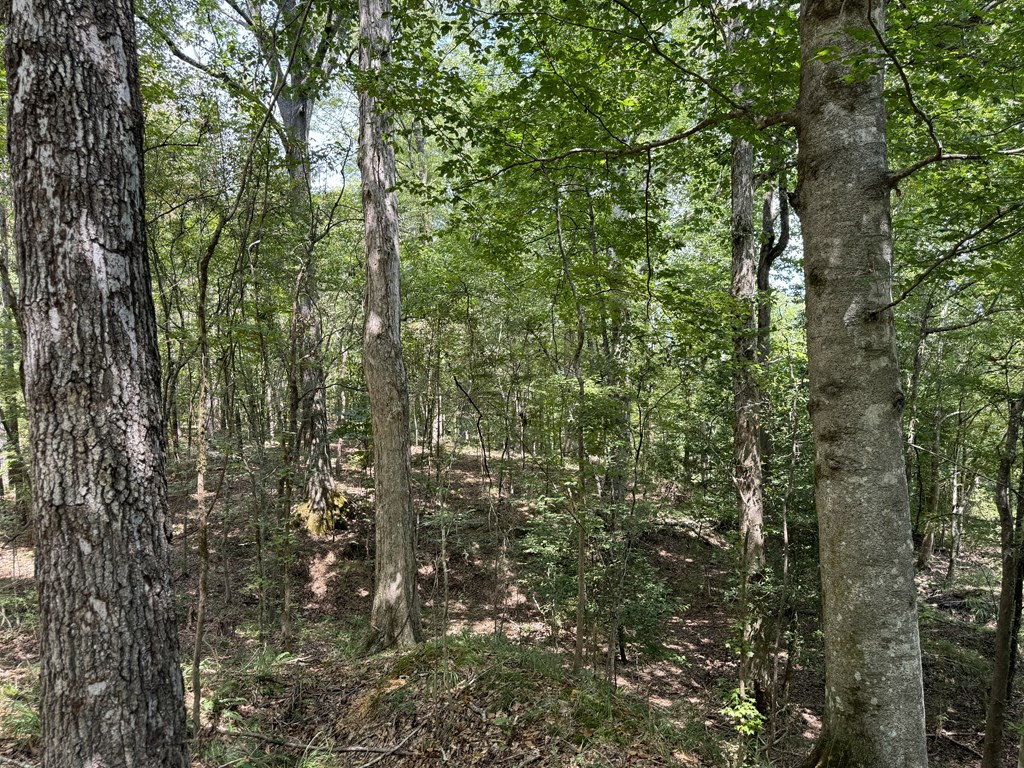 0 Graves Road Liberty, MS 39645 - Photo 25 of 50 Photo 25