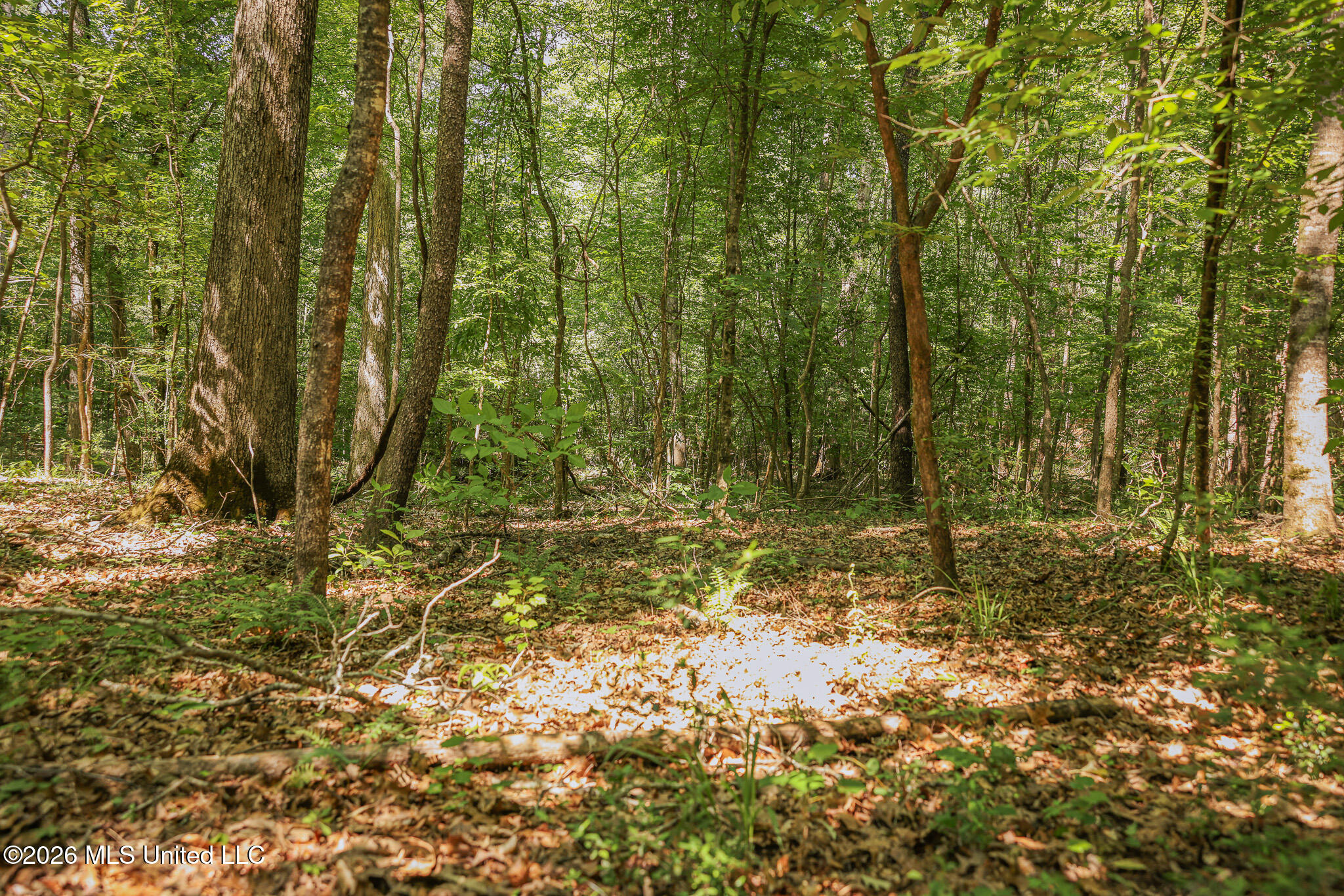 0 Graves Road Liberty, MS 39645 - Photo 29 of 46 EL0A0443