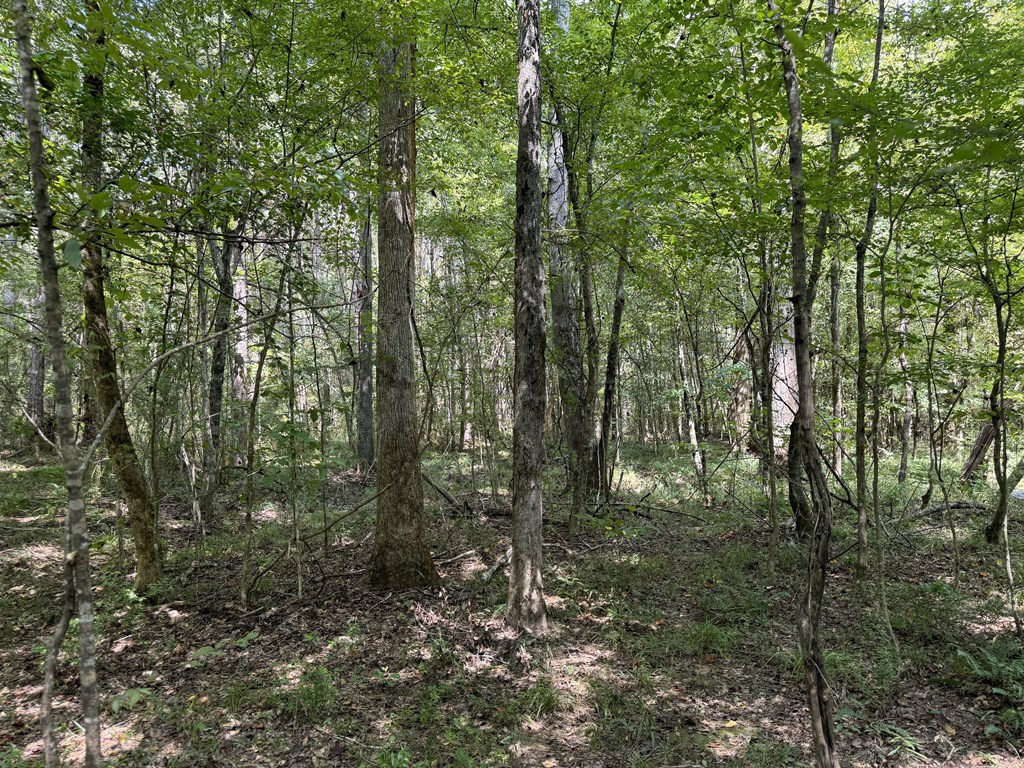 0 Graves Road Liberty, MS 39645 - Photo 32 of 50 Photo 32