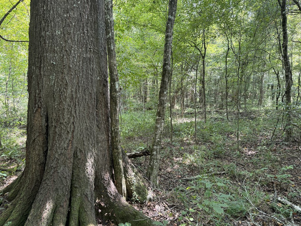 0 Graves Road Liberty, MS 39645 - Photo 33 of 50 Photo 33