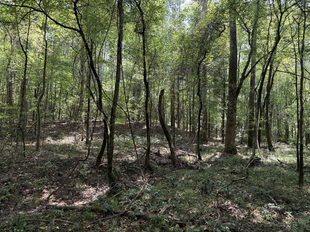 0 Graves Road Liberty, MS 39645 - Photo 36 of 50 Photo 36