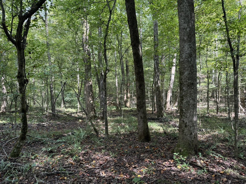 0 Graves Road Liberty, MS 39645 - Photo 37 of 50 Photo 37