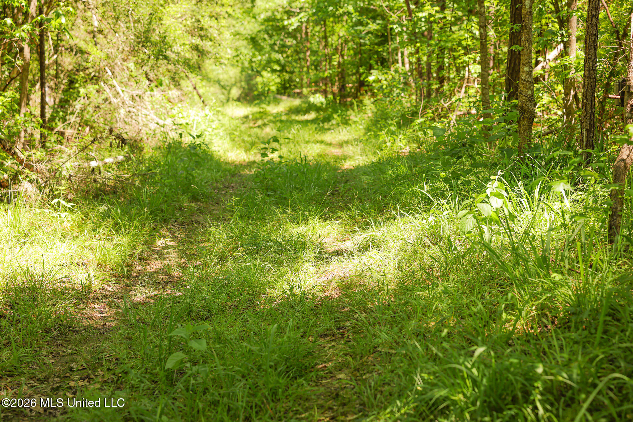 0 Graves Road Liberty, MS 39645 - Photo 4 of 46 EL0A0398