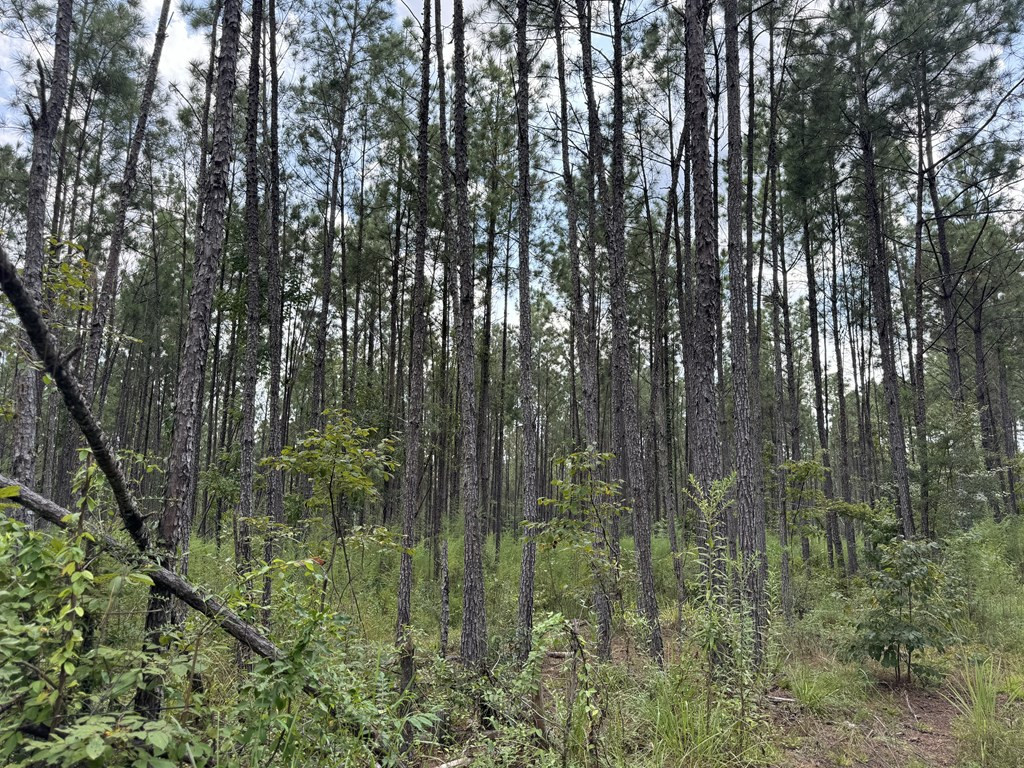 0 Graves Road Liberty, MS 39645 - Photo 42 of 50 Photo 42