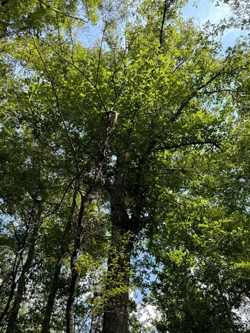 $475,000 | 0 Graves Road, Liberty, MS 39645