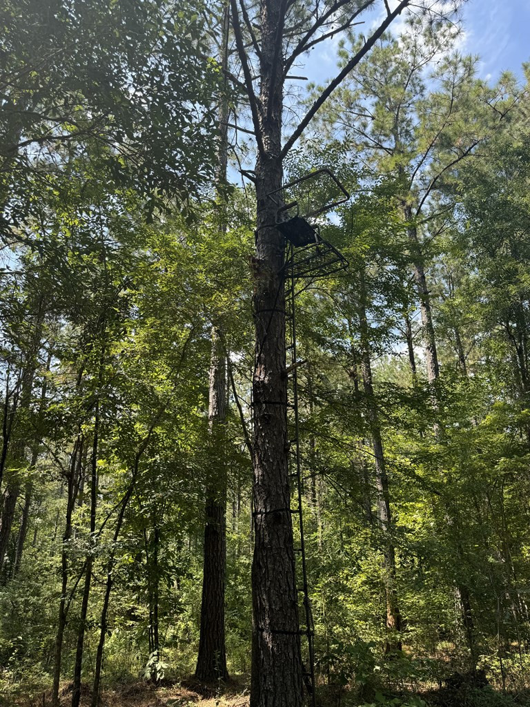 0 Graves Road Liberty, MS 39645 - Photo 5 of 50 Photo 5