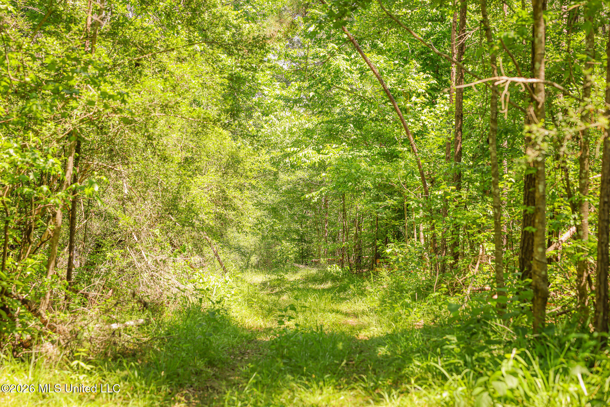 0 Graves Road Liberty, MS 39645 - Photo 6 of 46 EL0A0397