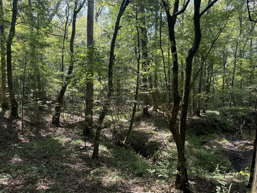 0 Graves Road Liberty, MS 39645 - Photo 8 of 50 Photo 8