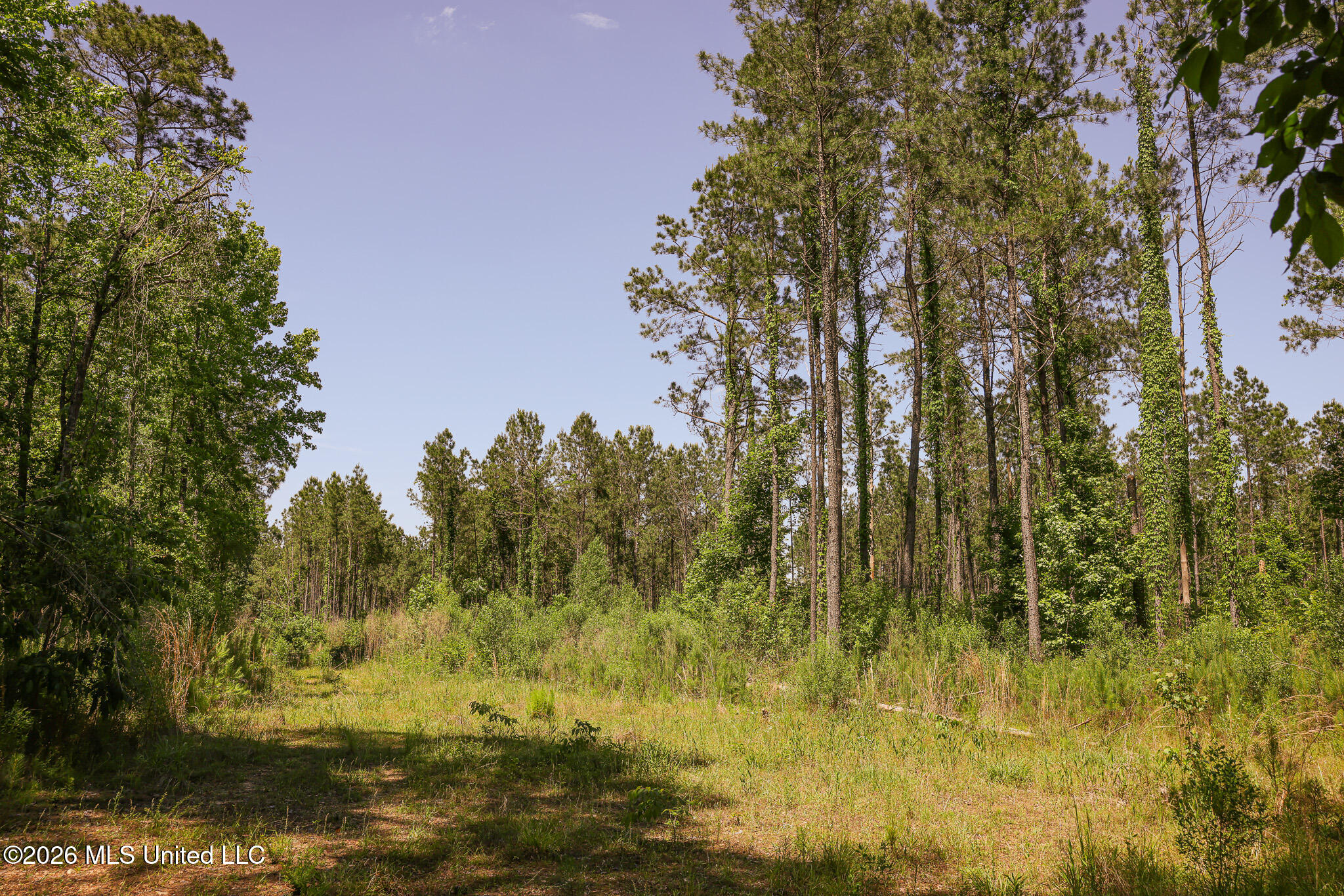 0 Graves Road Liberty, MS 39645 - Photo 8 of 46 EL0A0408