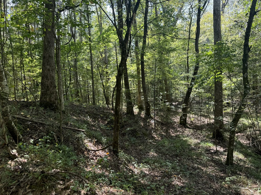 0 Graves Road Liberty, MS 39645 - Photo 9 of 50 Photo 9