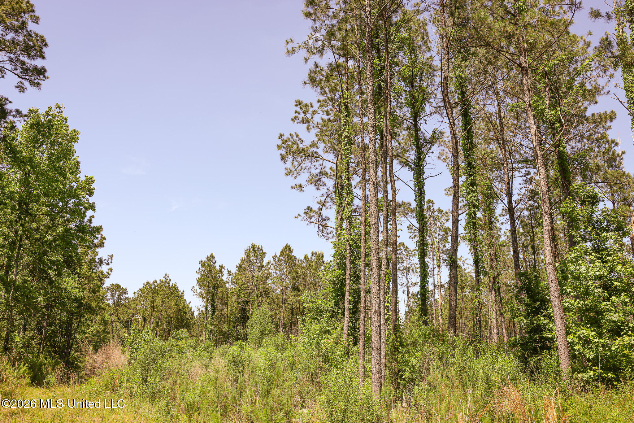 0 Graves Road Liberty, MS 39645 - Photo 9 of 46 EL0A0411