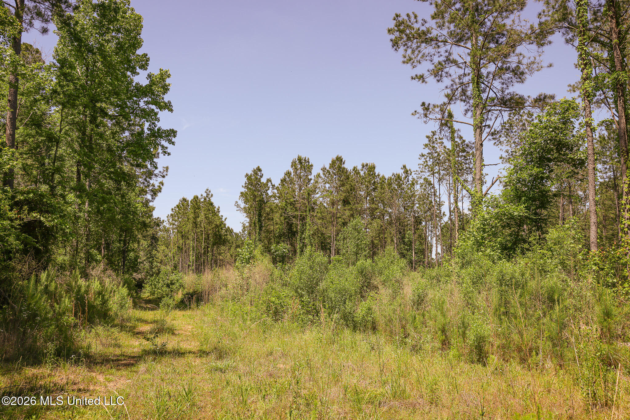 0 Graves Road Liberty, MS 39645 - Photo 10 of 46 EL0A0412
