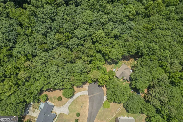 a view of a plant in a garden