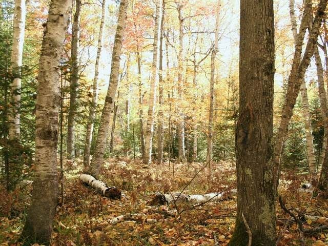 2424 Halberstadt Road St. Germain, WI 54558 - Photo 13 of 15 Gallery Image 13