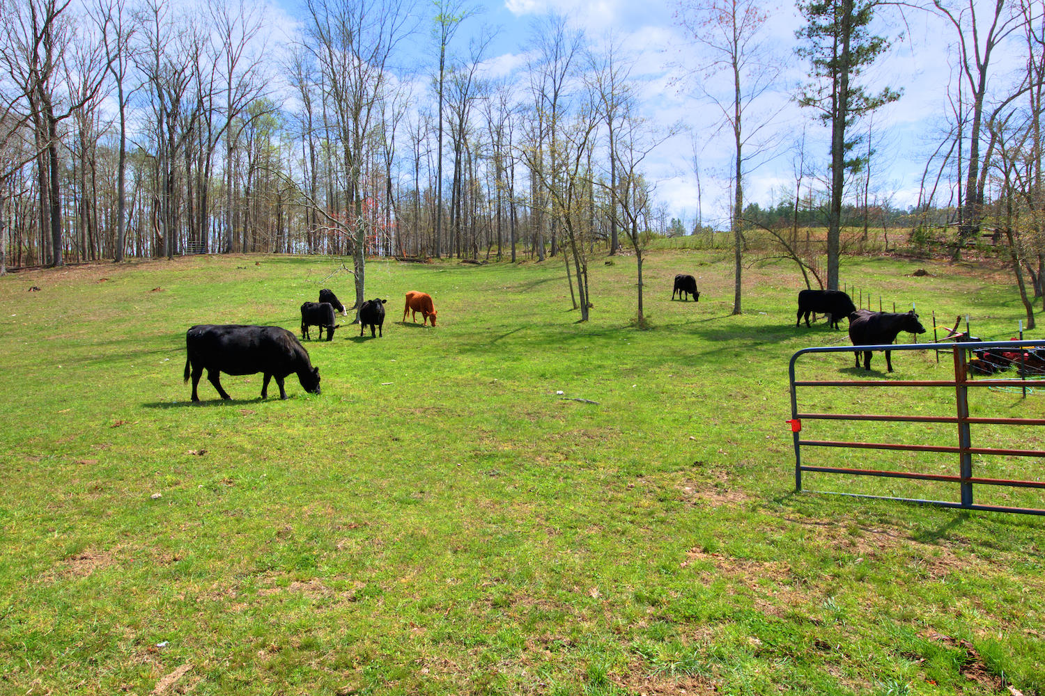 1424 Colbert Hollow Road Rock Spring, GA 30739 - Photo 22 of 24 Side Yard