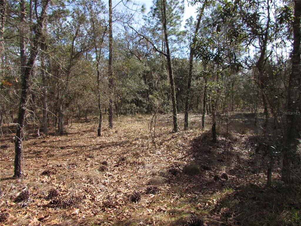35 Northwest Ridgewood Road Dunnellon, FL 34431 - Photo 1 of 1 Gallery Image 1