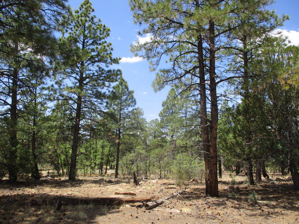 157 Forest Road Ramah, NM 87321 - Photo 21 of 71 Gallery Image 21
