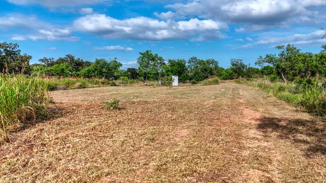 a view of a garden with large trees