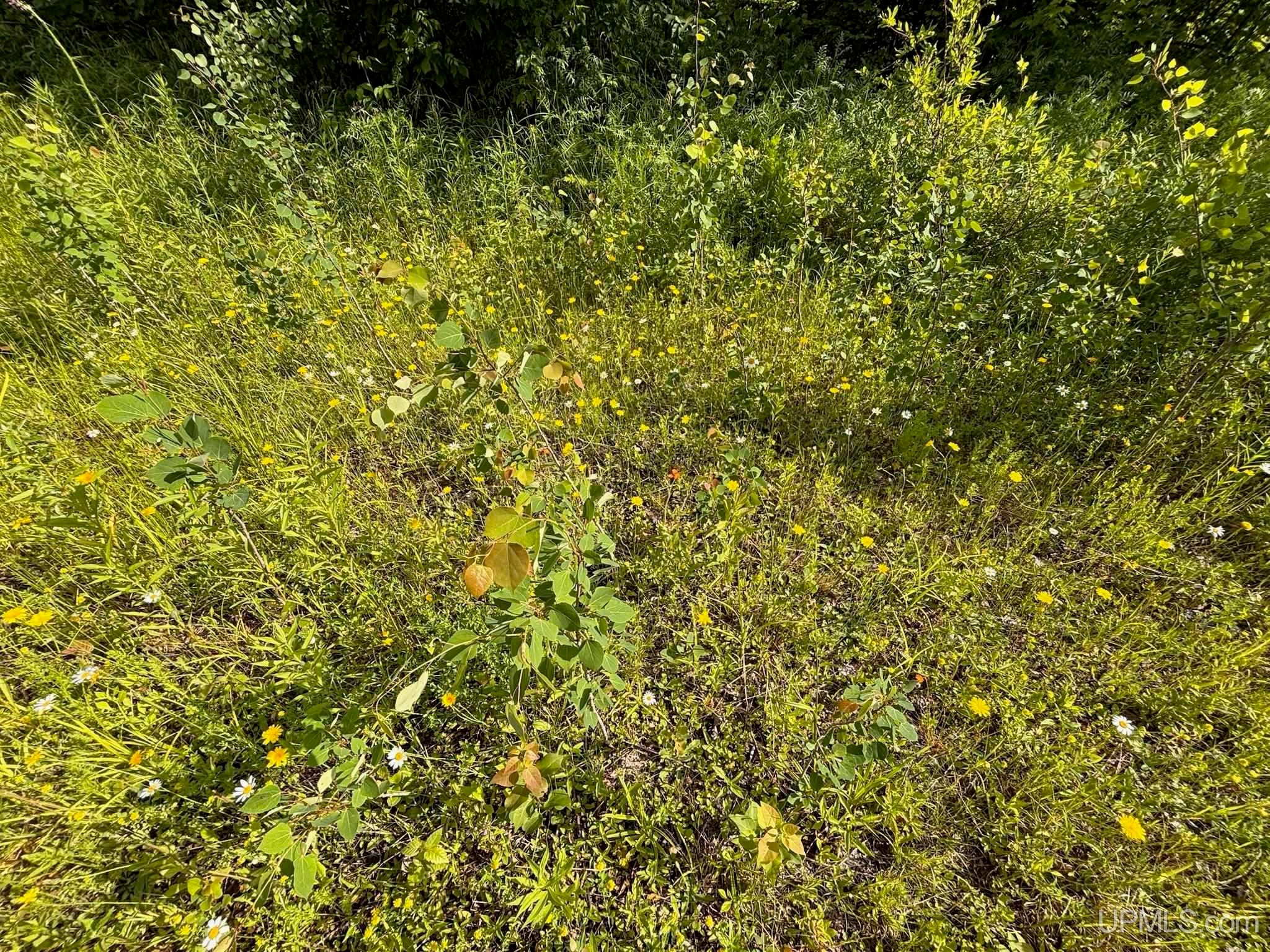 Tbd Beartown Road Baraga, MI 49908 - Photo 17 of 36 Gallery Image 17