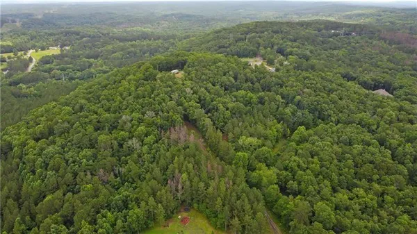 a view of a forest with a street