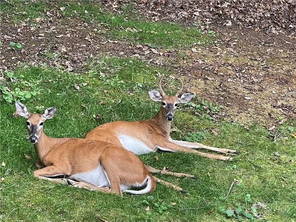 $629,900 | 517 Pine Ridge Road, Beech Mountain, NC 28604