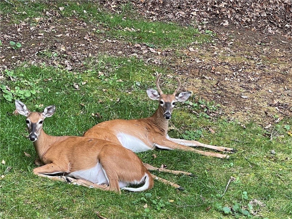 517 Pine Ridge Road Beech Mountain, NC 28604 - Photo 27 of 44