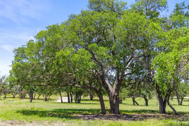 a view of a yard with an trees