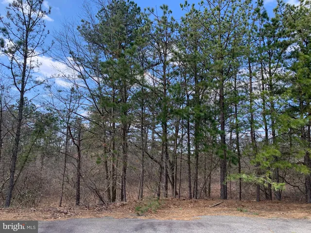 a view of a forest with trees