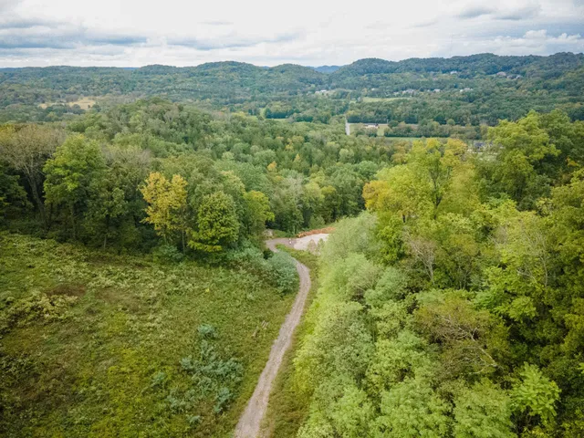 a view of a forest with a mountain