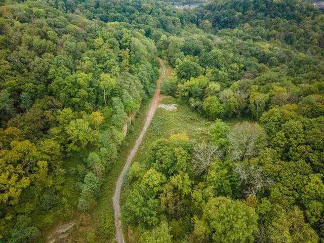 a view of a forest from a forest